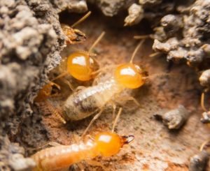 termites sigma pest control