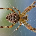 spin-web-nature-bug-51394
