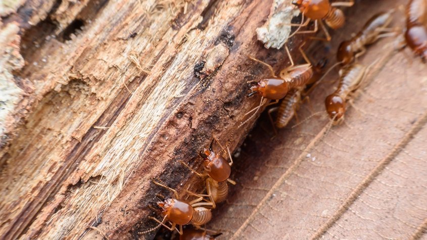 Subterranean termite behavior