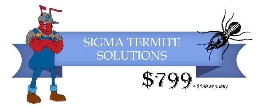 termite control solutions