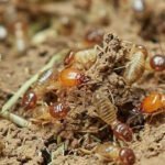 termites sigma pest control