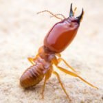 termite sigma pest control