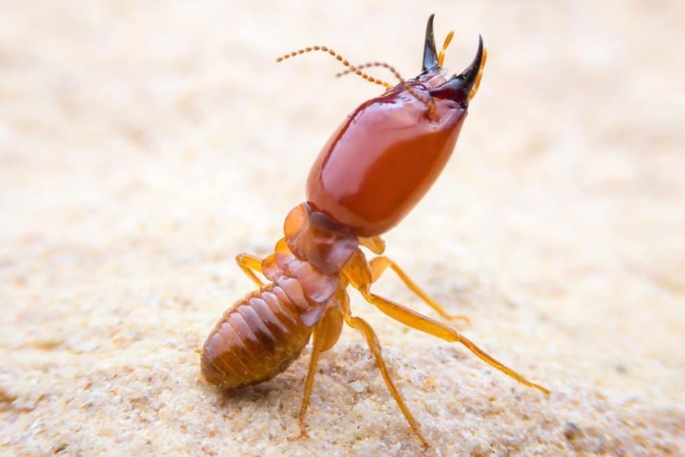 What do termites eat? - Sigma Pest Control