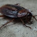 cockroach - sigma pest control