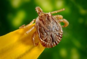 common pest health threats