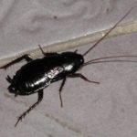 cockroach - sigma pest control