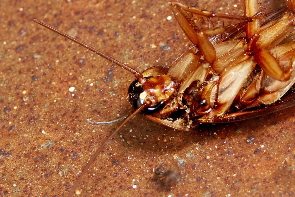 Are cockroaches dangerous
