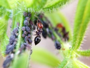 ant and aphids - sigma pest control