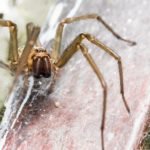spider sigma pest control