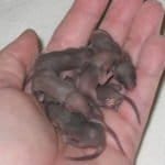 baby-mice-in-hand-1390799-1280x960