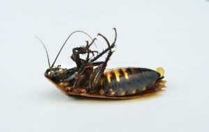 dead cockroach sigma pest control