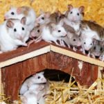 house mice sigma pest control