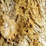 termite damage sigma pest control