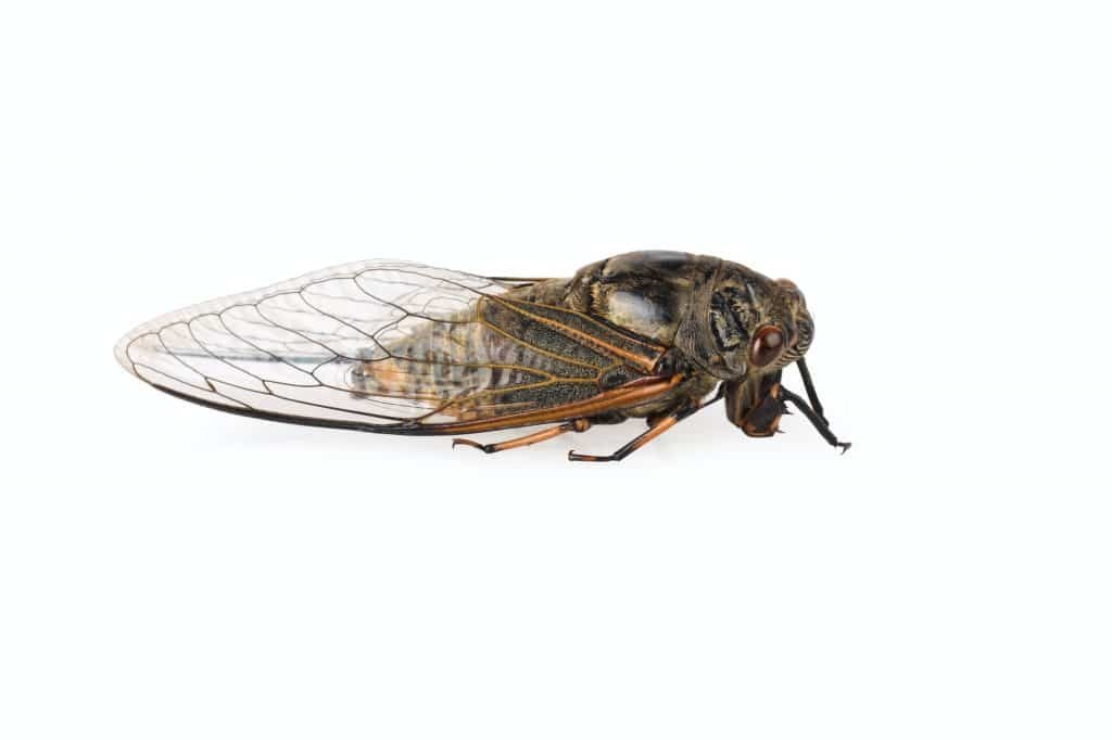 cicada isolated