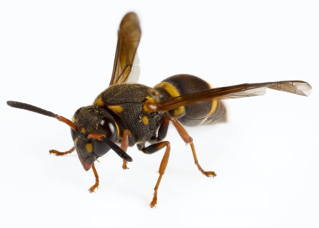 mason wasp