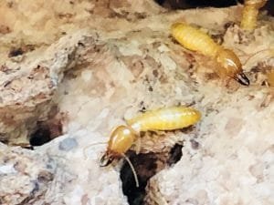 termites in the home