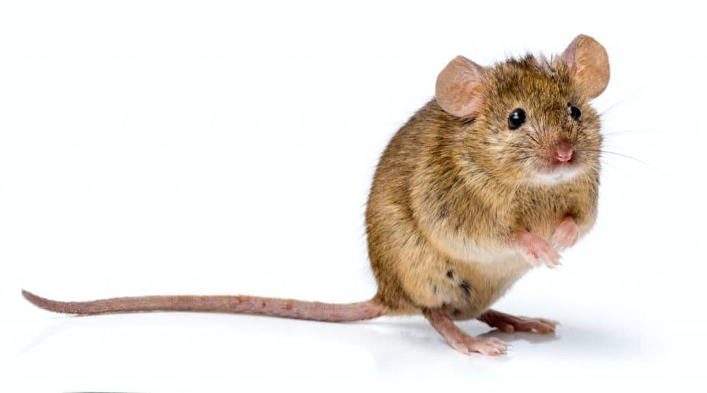 rodents in your house