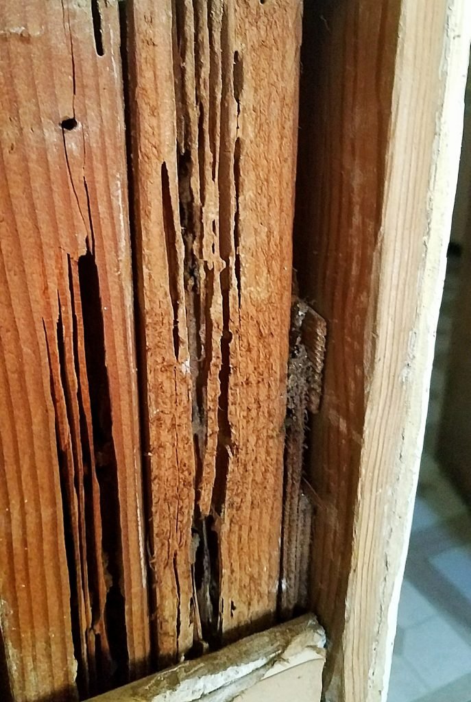 Termite damage to wood beams inside of the walls