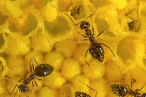 prevent ants during spring