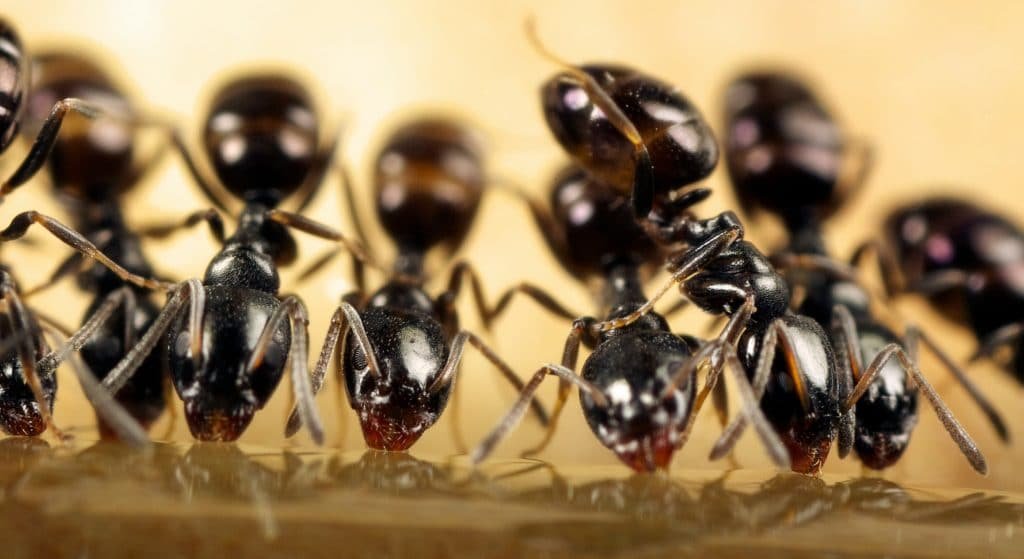 Ant Species that Invade Your Home