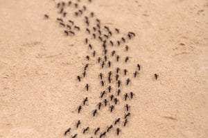 ant infestation