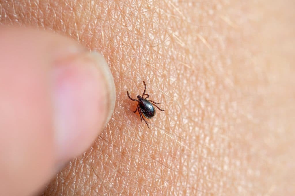 how dangerous are ticks