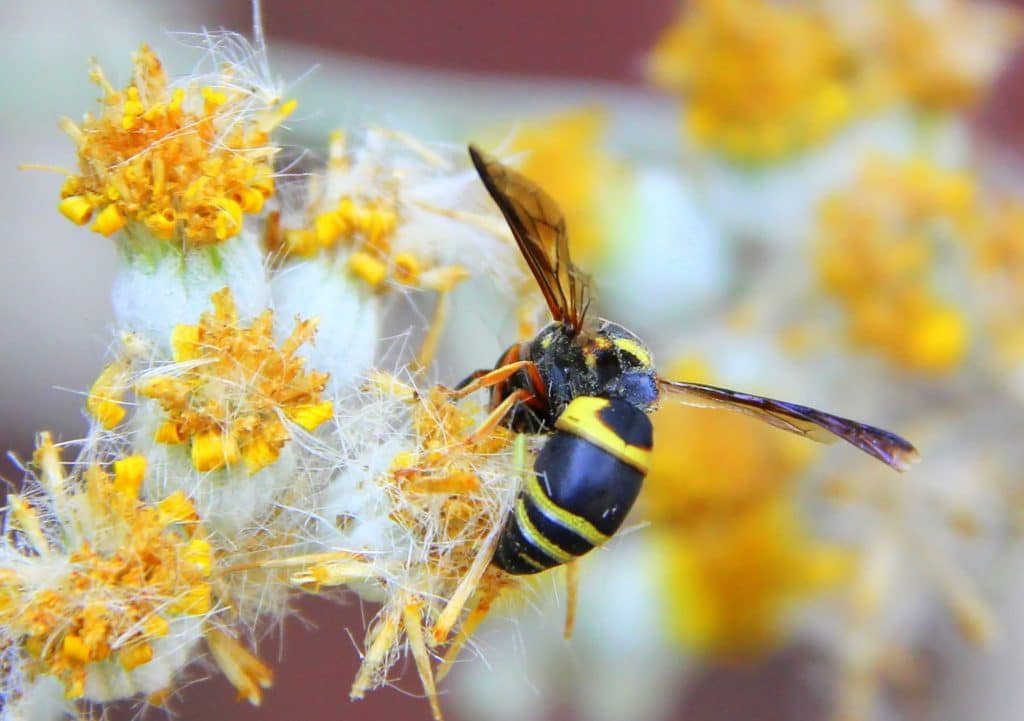 how to prevent wasps from nesting